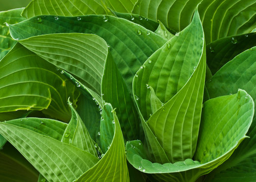Guttation in hosta leaves (Hosta sp.) When excess water pressure builds up inside the leaf, it is released by exuding sap from specialized structures on the leaf edges called hydathodes.