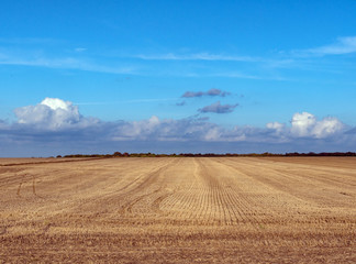 Fototapeta na wymiar Agricultural levels. Autumn sowing. On the horizon trees and blue sky.