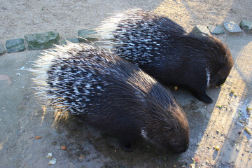 porcupine