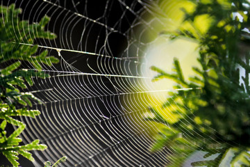 Spider web on pine tree close-up. Beautiful nature textured background with sun light and green pine branches. Sunny summer mood.