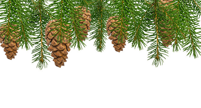Pinecone with spruce branch isolated on white background with clipping path