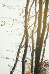 Autumn fragment with beech branches. Vintage background of forest.