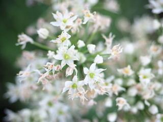 Spring flowers bouquet of white blooming