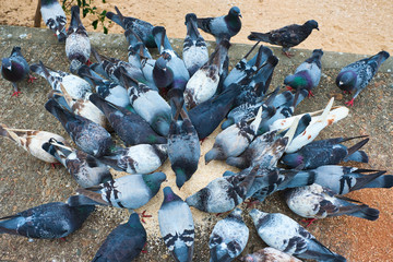 Group of pigeon bird eating at park