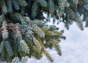 Green spruce branches covered with snow