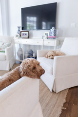 mini labradoodles on chairs - 299127862