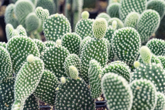 Close-up of Opuntia Cactus plant in the farm with copy space.