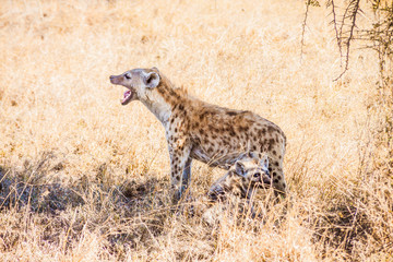 Naklejka na ściany i meble A hyena cub with his mother