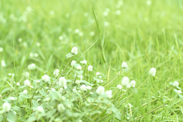 field of white little flowers . A meadow of chamomiles . Field of grass with flowers daisies. Chamomile is surrounded by lawn.summer outdoor time . Fresh and beginning concept idea background .