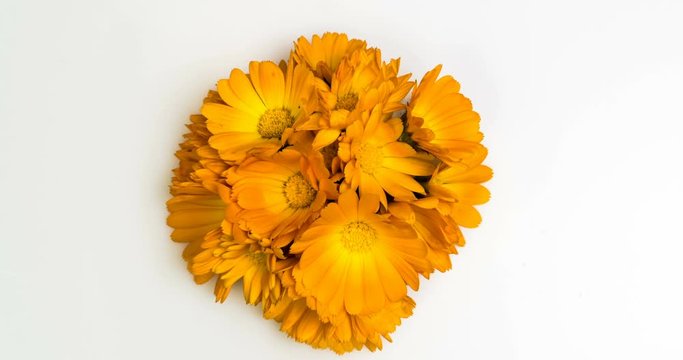 Timelapse of calendula flowers blooming .