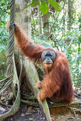 Beautiful male Sumatran Orangutan (Pongo abelii) during a ecotourism jungle hike in Gunung Leuser National Park, Bukit Lawang, Sumatra, Indonesia