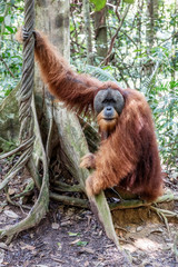 Beautiful male Sumatran Orangutan (Pongo abelii) during a ecotourism jungle hike in Gunung Leuser National Park, Bukit Lawang, Sumatra, Indonesia