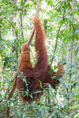 Obraz premium Beautiful male Sumatran Orangutan (Pongo abelii) during a ecotourism jungle hike in Gunung Leuser National Park, Bukit Lawang, Sumatra, Indonesia