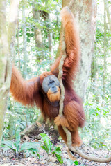 Beautiful male Sumatran Orangutan (Pongo abelii) during a ecotourism jungle hike in Gunung Leuser National Park, Bukit Lawang, Sumatra, Indonesia