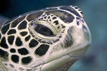 Sea turtle head close-up. Philippines, underwater photography.
