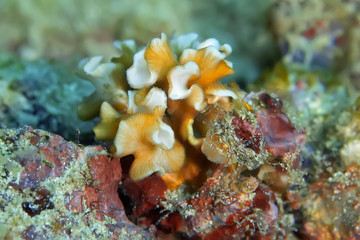 Group of colorful corals close-up. Philippines.