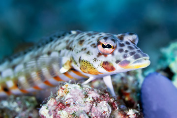 Lizardfish (Synodus variegatus) lies on bottom and waiting for prey.