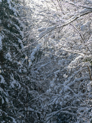 beautiful winter landscape with white and snowy trees