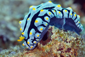 Phyllidiella varicosa nudibranch crawling on the coral reef.