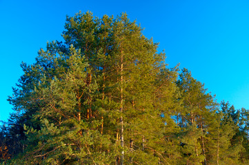 Fototapeta premium Bottom view massive green snowy fir trees