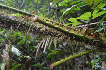 Cactus in the middle of the jungle