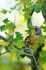 Fieldfare Turdus pilaris sitting on a twig at sunset. Looking for berries on a hawthorn tree.	