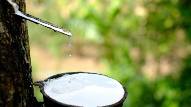 Fresh milky Latex flows from para rubber tree into a plastic bowl
