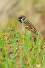 Tree Sparrow Passer montanus  resting in dewy grass. Misty morning. 
