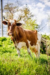 Cow in the green field