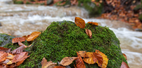 Fels mit Moos und Laub vor Fluss