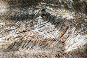 Close up wood texture background and show detain texture line.