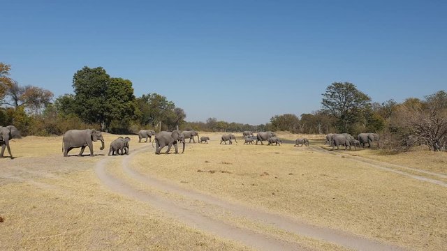 Elephants cross a safari trail to reach a pool of water during the dry season. Family of elephants walks in a row with puppies in savana. Animals in Africa during a safari, ecotourism and adventure