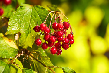 Branches of viburnum (Ukrainian Kalina) berries with its leaves on the tree as medicinal and edible...