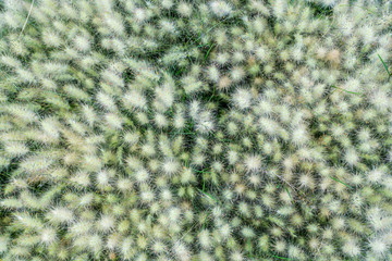 White foxtail flowers at the ruins of the Mesoamerican pyramids and green grassland located at at Teotihuacan, an ancient Mesoamerican city located in a sub-valley of the Valley of Mexico