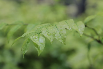Beautiful natural background of green grass with dew and water drops