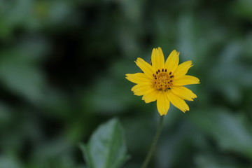 Beautiful yellow flower anemones fresh spring morning on nature