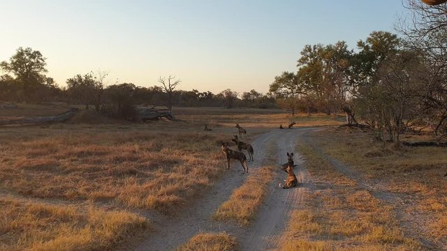 Pack of wild dogs restings before hunting in the African bush on the road. Wild dogs prepare an attack in Botswana. footage of pack of wild dogs. Wild species in danger of extinction. Botswana travel