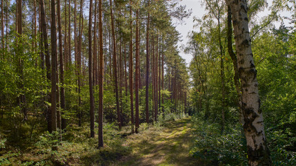 Autumn monoculture forest path