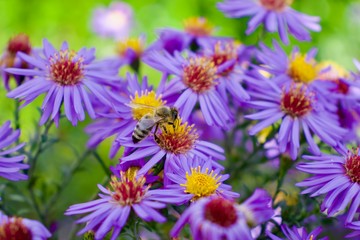 Biene in lila Blüten 