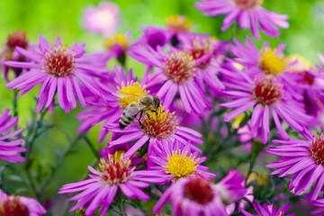Biene mit pinker Blüte