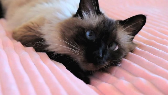 cute balinese siamese cat pet close up face with blue eyes, fur.