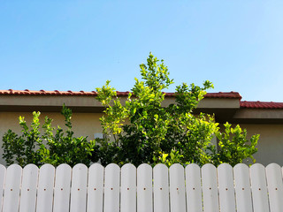 The modern  wooden white fence near residential homes.