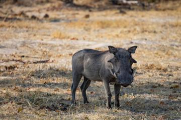warthog standings in the African savannah, a funny animal similar to the wild boar with long tusks. Photography of wild nature and animals
