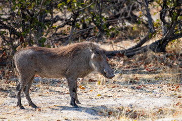 Warthog Standings The African Savannah