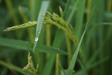 dew on grass