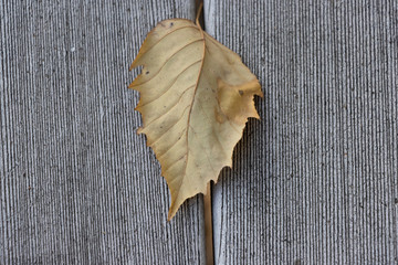 Amazing autumn. October. Morning frost. Cold.