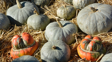 pumpkins and gourds