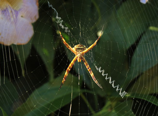 WILD SPIDER GREEN WEB INSECT
