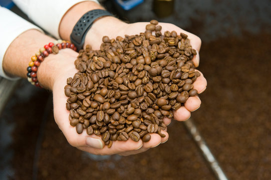 Two handfull of coffee beans