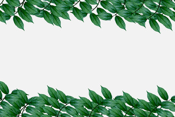 Top view plant and paper.green leaf plant with white paper card note.Blank,advertising,Creative...